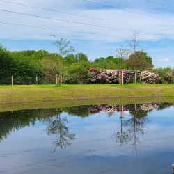 Natuurlijke zwemvijver Natuurlijke zwemvijver