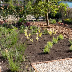 Nieuwe voortuin Nieuwe voortuin