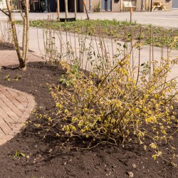 Organisch gevormde border voortuin