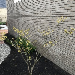 Organisch gevormde border zijkant woning Organisch gevormde border zijkant woning