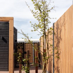 Parrotia in de stadstuin