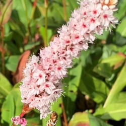 Persicaria