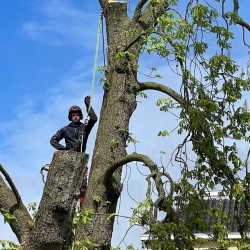 Professioneel boom kappen Professioneel boom kappen