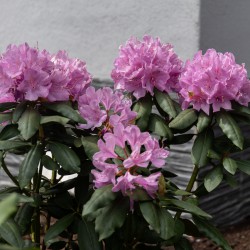Rhododendron