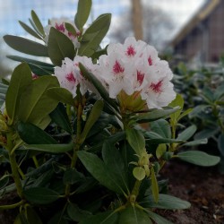 Rhododendron in een landelijke tuin