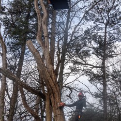 Robinia pseudoacacia weghalen Robinia pseudoacacia weghalen