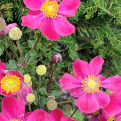 Roze anemoon