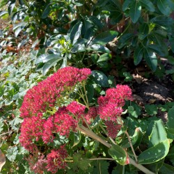 Roze hemelsleutel