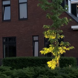 Sfeervolle voortuin met waterornament Sfeervolle voortuin met waterornament