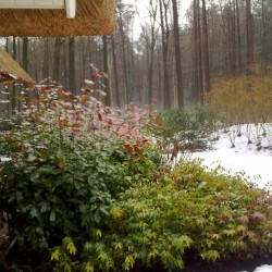 Sneeuw in de tuin Sneeuw in de tuin