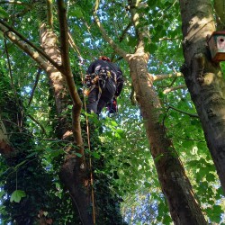 Snoeien Esdoorn Snoeien Esdoorn