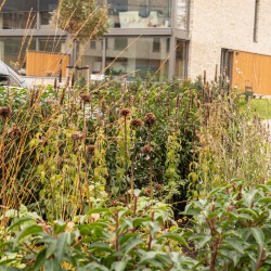 Snoeien in het najaar Snoeien in het najaar