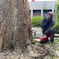 Stam kastanjeboom doorzagen Stam kastanjeboom doorzagen