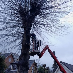 Takken lindeboom snoeien