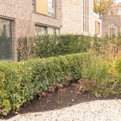 Tuinonderhoud najaar Tuinonderhoud najaar