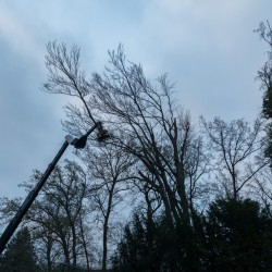 Verreiker met velkop voor verwijderen boom