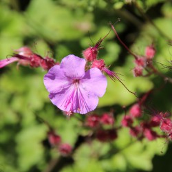 Wilde Geranium in bloei