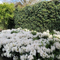 Witte Rhododendron in de border