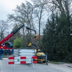 Zieke beuk kappen met velkop