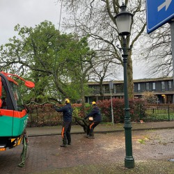 Zieke kastanjeboom verwijderen Zieke kastanjeboom verwijderen