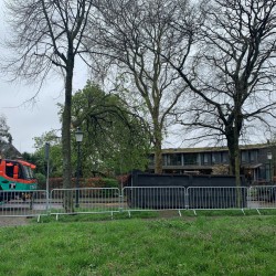 Zieke paardenkastanje verwijderen Zieke paardenkastanje verwijderen