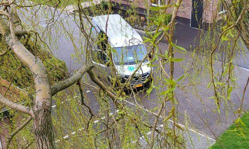 Boomverzorging Boomverzorging