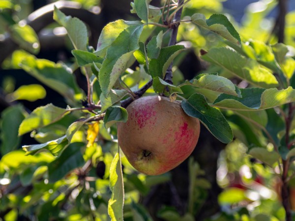 Appelboom planten