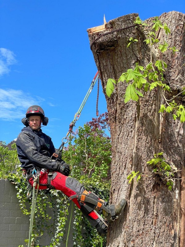 Boom kappen Boom kappen