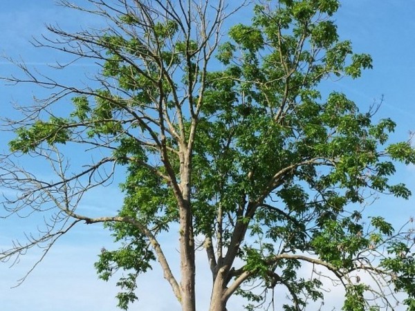 Essentaksterfte Essentaksterfte