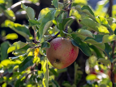 Appelboom planten Appelboom planten