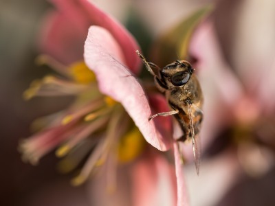 Bijenvriendelijke tuin