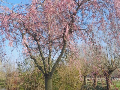 Blad aan de bomen