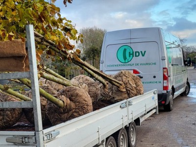 Bomen planten