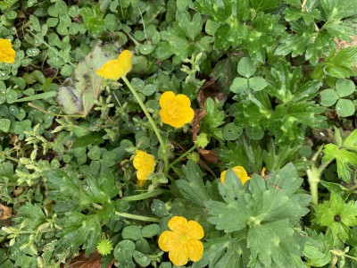 Boterbloem in gazon Boterbloem in gazon