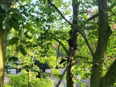 Dynamische kroonverankering