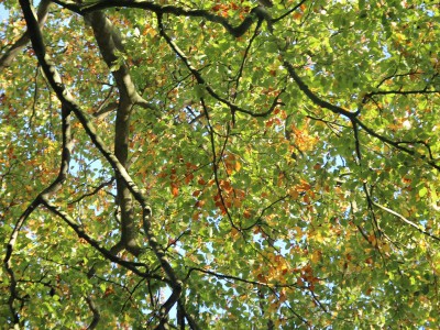 Herfst, wat heb je te koop? Herfst, wat heb je te koop?