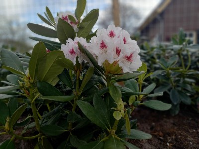 Rhododendron Rhododendron