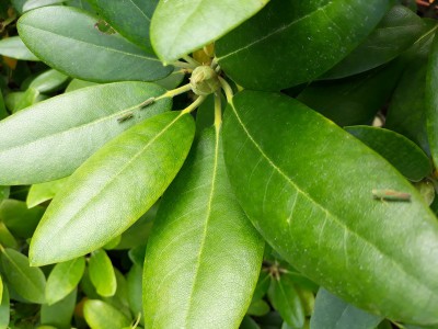 Tuinadvies Rhododendron cicaden