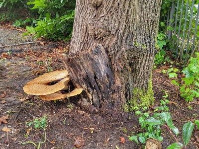 Zadelzwam aan de boom