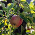 Appelboom in de voortuin Appelboom in de voortuin