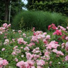 Bloementuin Soest Bloementuin Soest