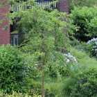 Bomen tuin Soest Bomen tuin Soest