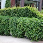 Groene hagen tuin Soest Groene hagen tuin Soest