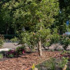 Groene voortuin Groene voortuin