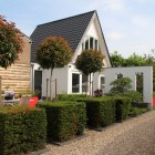 Nothofagus schijnbeuk op rij Nothofagus schijnbeuk op rij