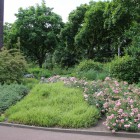 Siergras en trosrozen tuin Soest Siergras en trosrozen tuin Soest