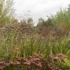 Siergrassen in een moderne tuin