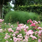 Trosrozen Soest Trosrozen Soest