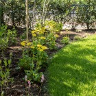 Veel groen in tuin Baarn Veel groen in tuin Baarn