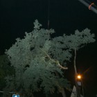 Verwijderen Baarnse boom